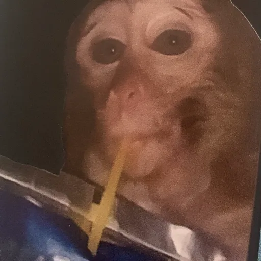 creator Big monke boy's avatar