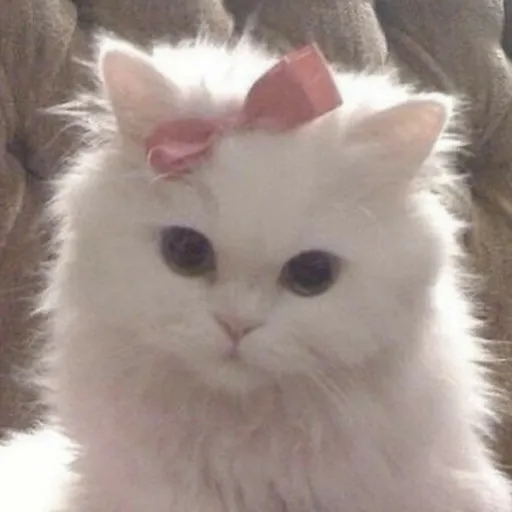 creator Alana333's avatar