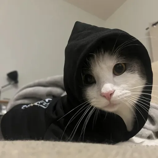 creator ChainsAR's avatar