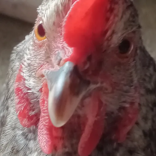 creator 💫I_love_Chickens💫's avatar