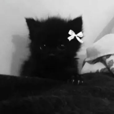 creator pankakee's avatar