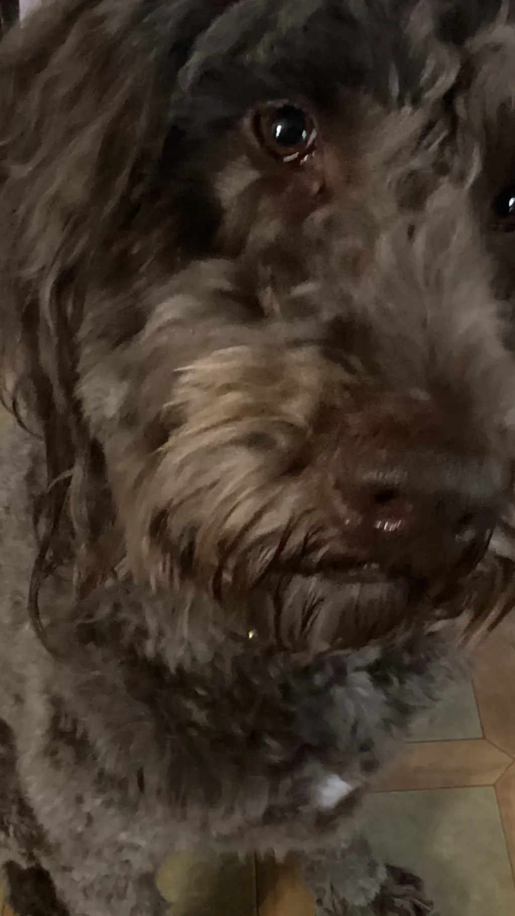 ai character: My dog Lucca🩶 background