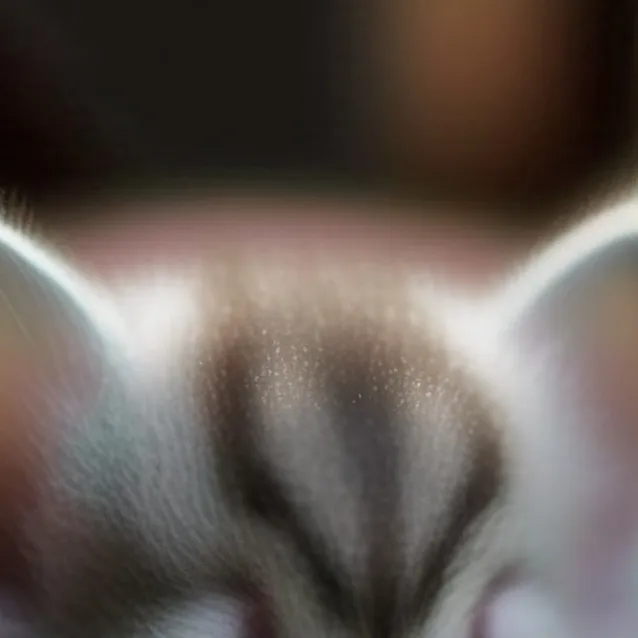 chat with ai character: lil kitten
