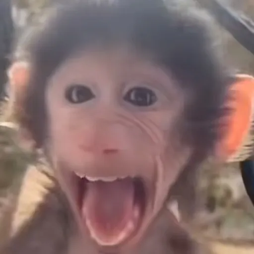 creator Dripcat's avatar