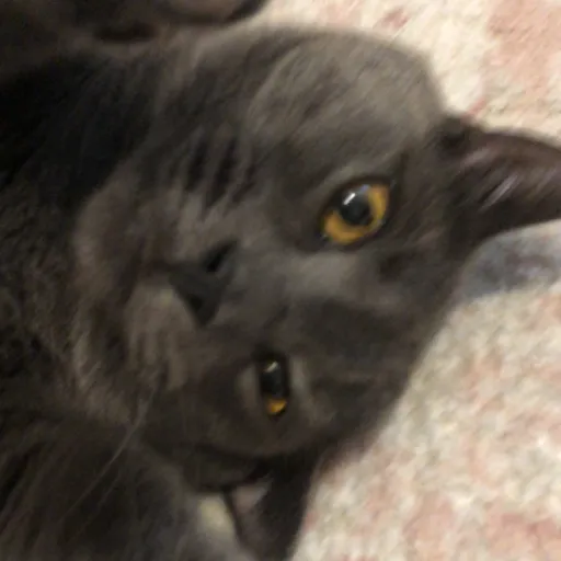 creator That_1GoofyGoober's avatar