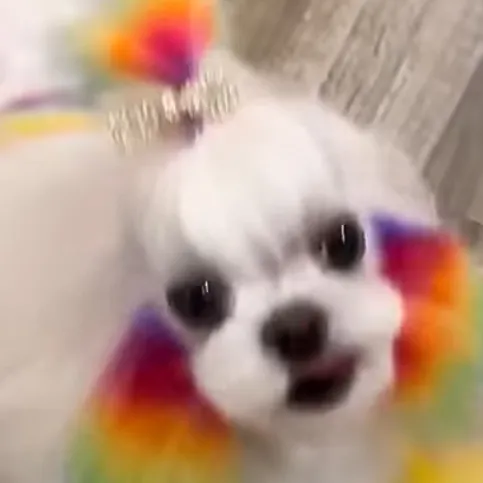 creator <:~🍢KAMII🍡~;)'s avatar