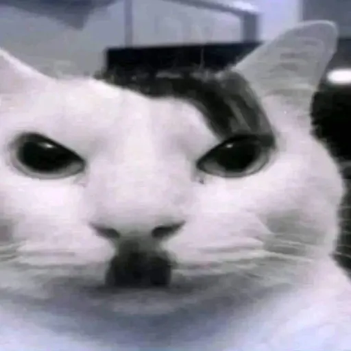 creator Kittler's avatar