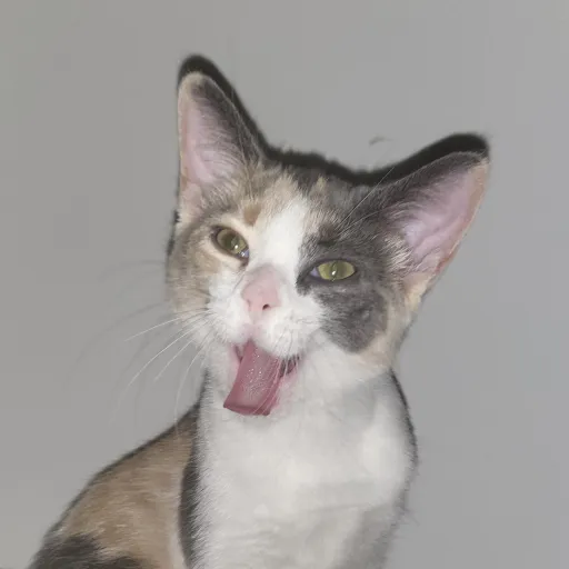 creator VerySkibidi's avatar