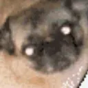 creator pug rizzerrrrrrrrr's avatar
