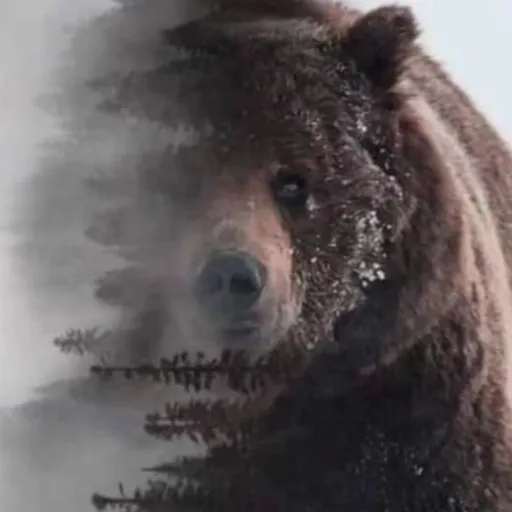 creator Grizz the Bear's avatar