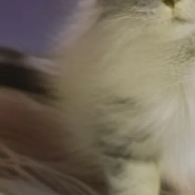 chat with ai character: Your cat