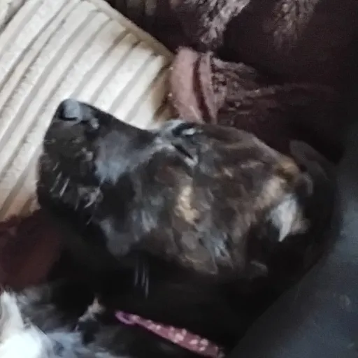 creator ✨️dogs✨️'s avatar