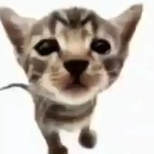creator le gato's avatar