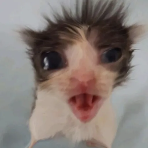 creator perish:3's avatar