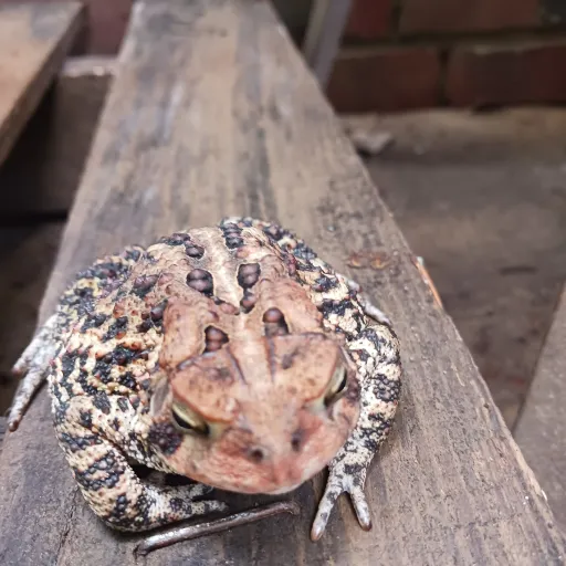 creator shroom alibith's avatar