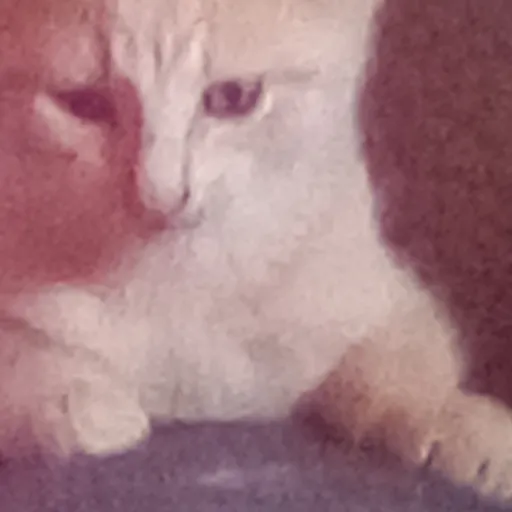 creator KATS ARE TO CUTE's avatar