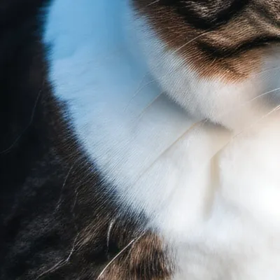 chat with ai character: *+Luna/Bonnie+*