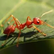 creator Fire Ant's avatar