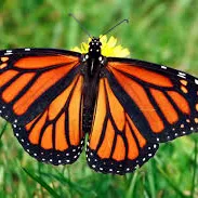 creator Monarch_Butterfly's avatar