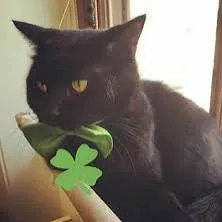 creator Cl0V3r_tH3_caT's avatar