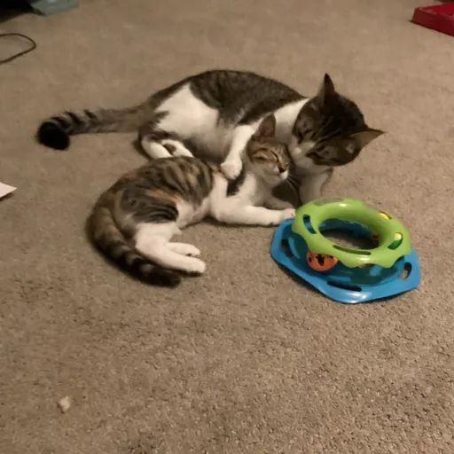 creator The cat sisters's avatar