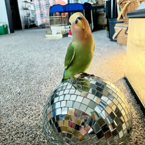 creator Birdo queen's avatar