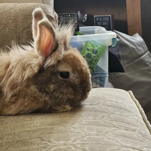 creator EliTheWabbit's avatar