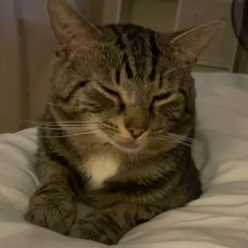 creator Mr'fancy cat's avatar