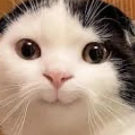creator K1tty34's avatar