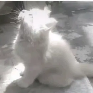 creator 🧸🐎Brooklynn🐕🫶🏻's avatar