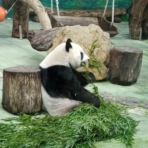 creator Panda_lover120's avatar