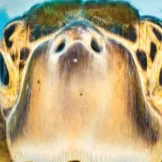 chat with ai character: PJO PICKME