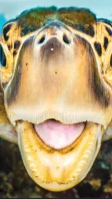 ai character: PJO PICKME background