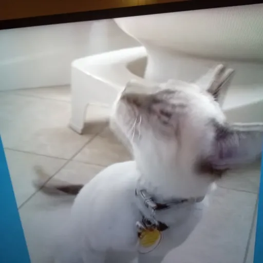 creator Cat1764555's avatar