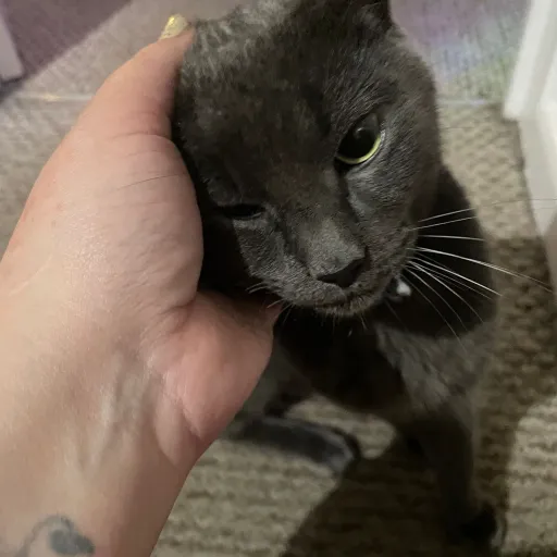 creator Uwucat1888's avatar