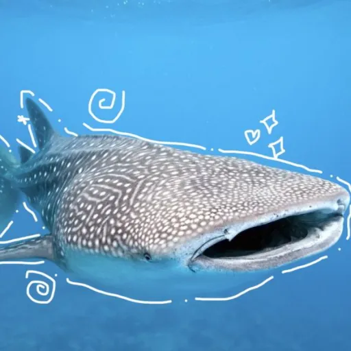 creator Whale.SharkBabe's avatar
