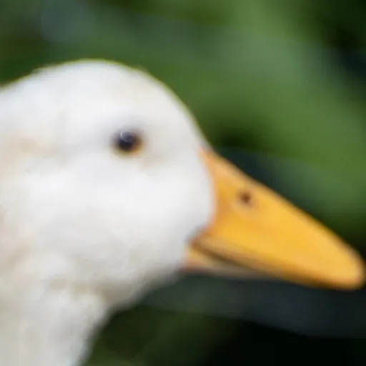 creator ducks are good's avatar