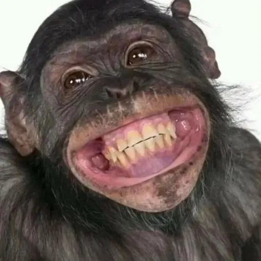 creator Monkey333's avatar
