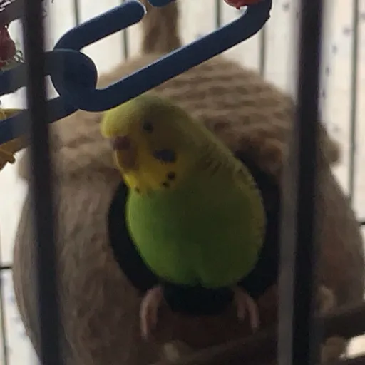 creator Sammy the budgie's avatar