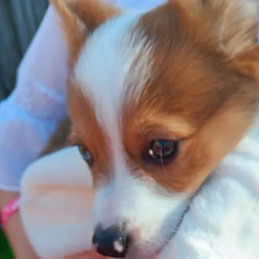 creator Corgi❤️'s avatar