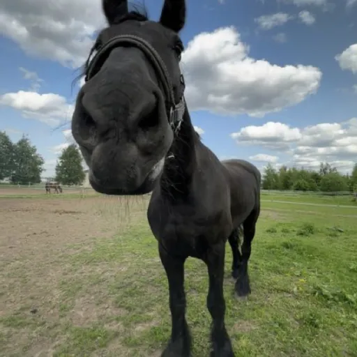 creator Equestrian.4life.'s avatar