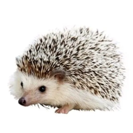 creator .🦔 Carl 🦔.'s avatar