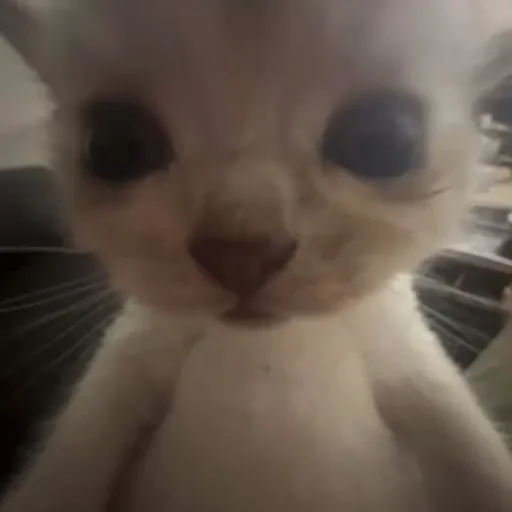 creator Bread ☆'s avatar