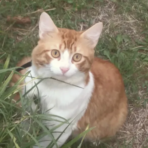 creator El gato 🐱's avatar