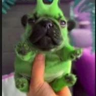 creator Love_frogs's avatar