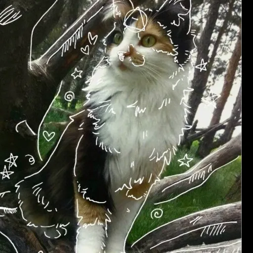 creator 🐾 weird p🐾ws's avatar