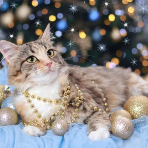 creator Kitty^Kat's avatar