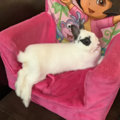 creator Just random bunny's avatar