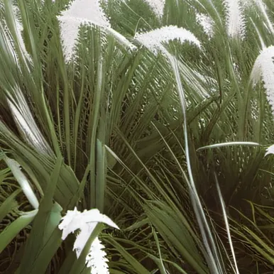chat with ai character: GRASS