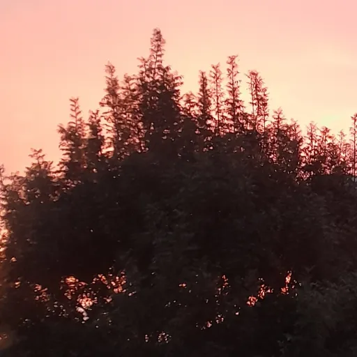 creator A INNOCENT PERSON.'s avatar